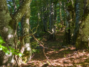 Sabah güzel bir orman