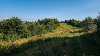 Güzel yeşil tarlalar ve ormandaki ağaçlar.