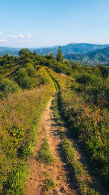 Ormanda dağ yolu olan güzel bir manzara.