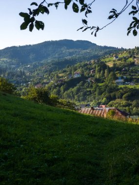 Ormanın güzel manzarası