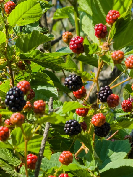 Ormanın bir dalında kırmızı böğürtlen