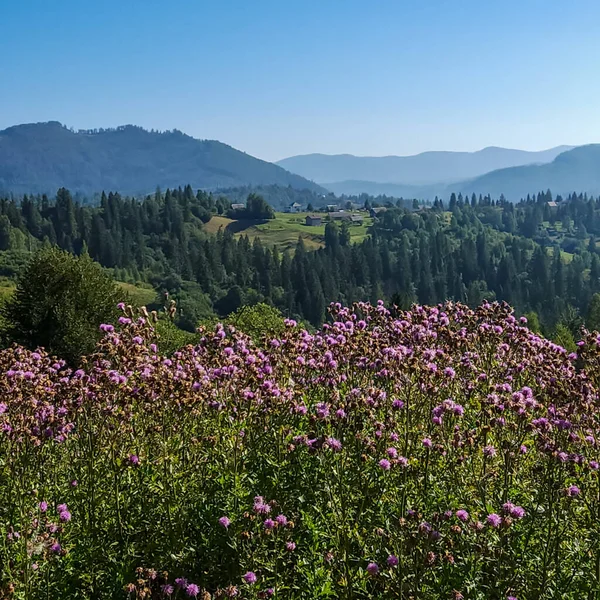 Ağaçlı Karpat dağlarının güzel manzarası