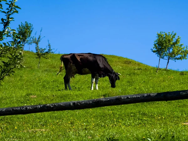 Kırsalda yeşil bir alanda otlayan tanınmayan bir atın güzel bir fotoğrafı.