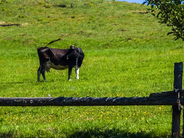 İspanya siyah boğa