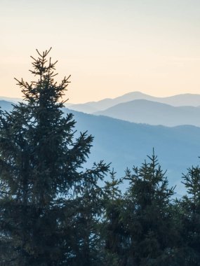 Karpatlar 'daki dağ ormanı.