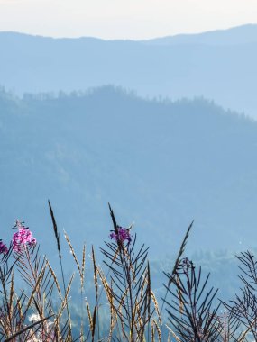 Tarladaki güzel çiçekler