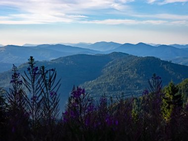 Ormandaki dağdan vadiye manzara.
