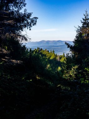 Mavi arka planda yeşil bir ormanın dikey görüntüsü.