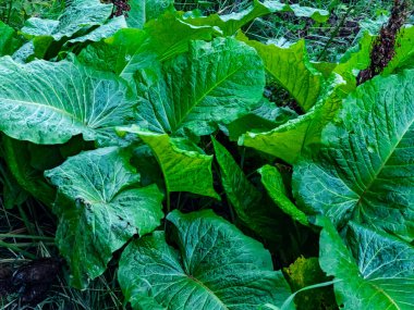 yeşil yapraklar, bitkiler ve yapraklar