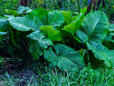 Bahçede büyüyen lahana, kapat.