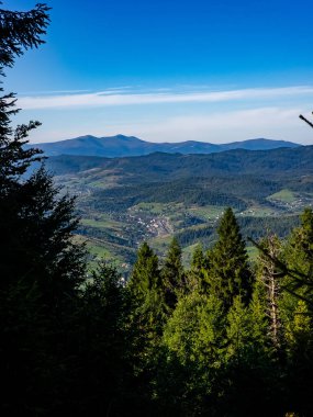 Ormanın güzel manzarası