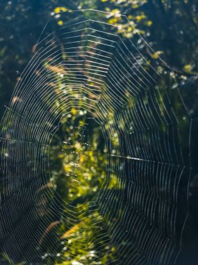 örümcek ağı yakın çekim