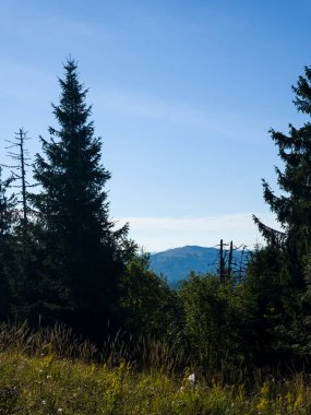 Arkadaki dağın tepesindeki ağacın dikey görüntüsü.