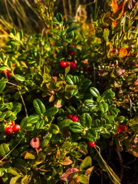 Bahçedeki çalıların kırmızı meyveleri