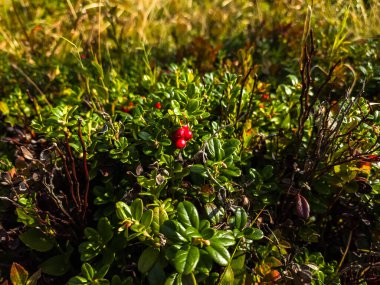 Ormanda kırmızı meyveler