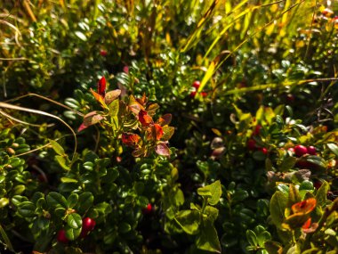 Güzel botanik fotoğrafı, doğal duvar kağıdı.