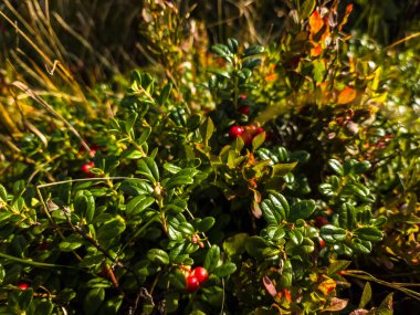 Bahçedeki yeşil bitki