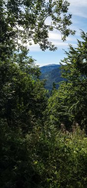 Ağaçlı yeşil bir ormanın dikey görüntüsü.