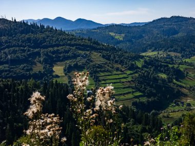 Karpat dağlarında güneşli bir günde bir dağ vadisi manzarası.