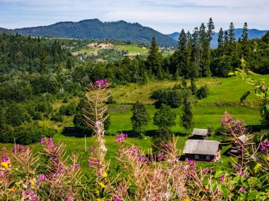 Karpatların güzel yaz manzarası, Ukrayna
