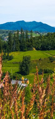 Arka planda güzel yeşil çimenler ve çiçekler