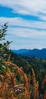 Dağların ortasındaki yeşil çimlerin dikey görüntüsü.