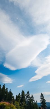 Ormanda beyaz bulutlu mavi gökyüzü