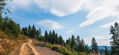 Dağlardaki çam ormanlarından geçen yol.