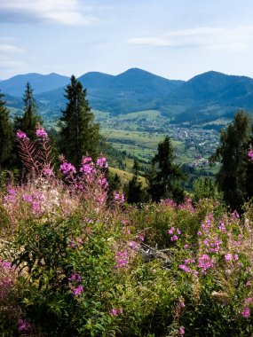 Karpat dağlarının yaz günündeki güzel manzarası..