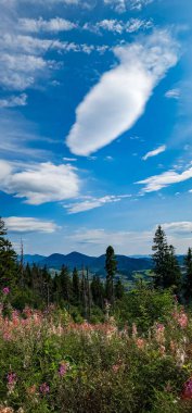 Güzel bir manzara Ağacı ve mavi gökyüzü