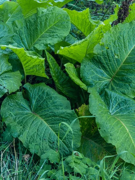 Bahçede yeşil yapraklar