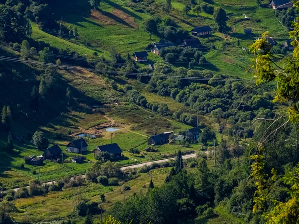 Yeşil bir ormanın güzel manzarası