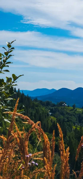 Dağların ortasındaki yeşil çimlerin dikey görüntüsü.