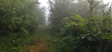 Sabah güzel bir orman