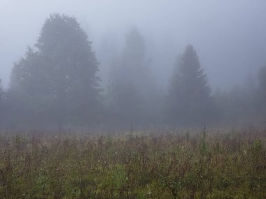 Sonbahar ormanında sis