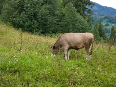 cow on a green meadow in the alps