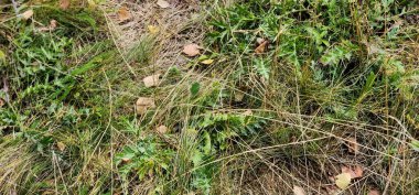 Ormanda yeşil yapraklar