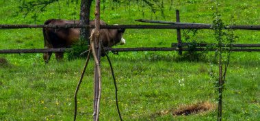 Bir inek bir mera üzerinde.