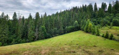 Karpatlar 'daki yeşil orman