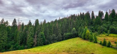 Güzel yeşil orman manzarası