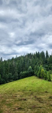 Yeşil çimenleri ve ağaçları olan güzel bir manzara.