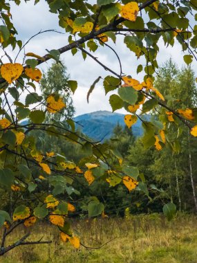 Ormanda renkli yaprakları olan sonbahar manzarası