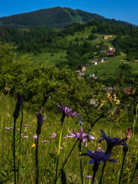 Arkasında bir dağ olan güzel bir manzara.