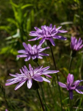 purple chicory flower in the meadow.