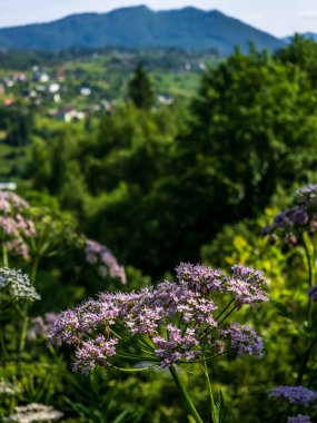 Bahçedeki güzel çiçekler