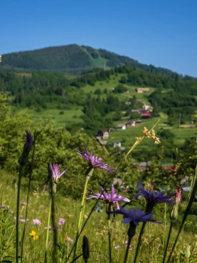 Çiçekleri açan güzel yaz manzarası