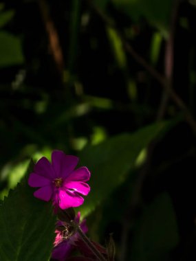 Bahçedeki güzel çiçekler