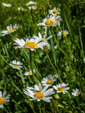 Bahçedeki güzel beyaz papatyalar