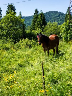 Yeşil çayırda bir at.
