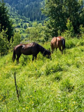 a herd of cows grazing in the green meadow on a sunny summer day